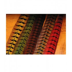Pluma faisan AGC de colores