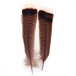Pluma cola de pavo comun AGC