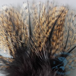 Pluma de Gallo de León Pardo aconchado tostado