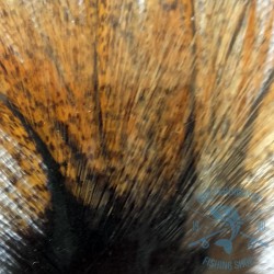 Pluma de Gallo de León Pardo flor de escoba