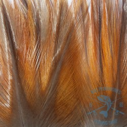 Pluma de Gallo de León Indio rubión