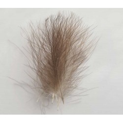 Pluma culo de pato AGC salvaje CDC gris medio