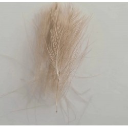 Pluma culo de pato Avellanado claro