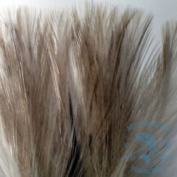 Pluma de Gallo de León. Indio acerado medio