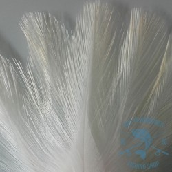 Pluma de Gallo de León. Indio palometa