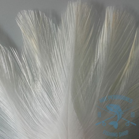 Pluma de Gallo de León. Indio palometa