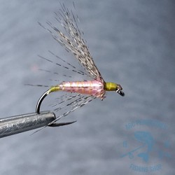 Mosca ahogada Leonesa AGC Nº16