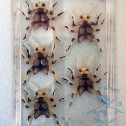 Caparazones para gusarapas