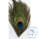 Ojos de Pavo Real sin desbarbar