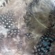 Pluma de Gallo de Guinea