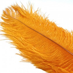 Pluma de avestruz AGC